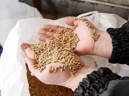 В Орловской области уничтожат посадки с ГМО