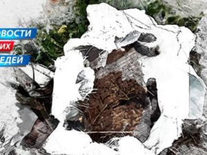 Курский ветеринар случайно вколол себе яд для усыпления больных овец