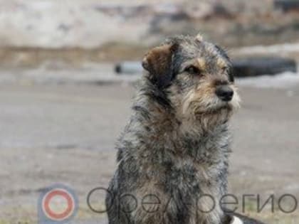 Более ста бездомных животных смогут обрести в Орле временный приют