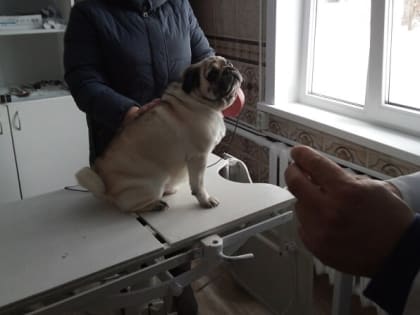 Орловских животных пустят в Индию без теста на COVID-19