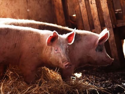 В Орловской области стало больше свиней и меньше птицы