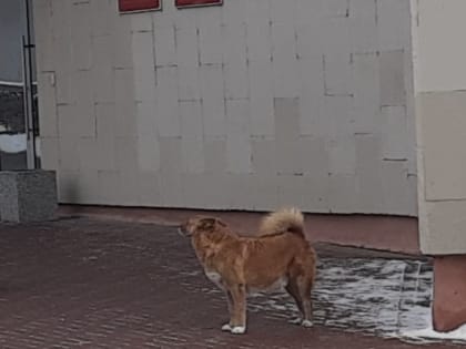 Животный вопрос!