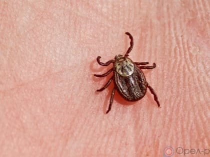 Рост случаев укусов клещей в регионе