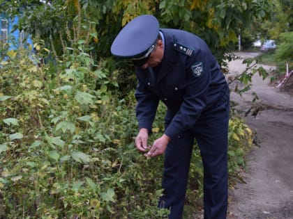 В поисках опасных сорняков, болезней и вредителей растений: Россельхознадзор обследует 670 тыс. га земли в Орловской области