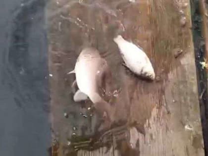 В Ливнах в озере гибнет рыба