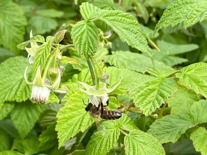 Орловский фермер на грант увеличит пасеку и начнет привлекать туристов