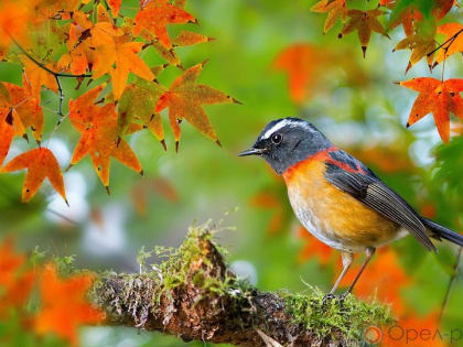 Погода в Орле: опасность пожаров сохраняется