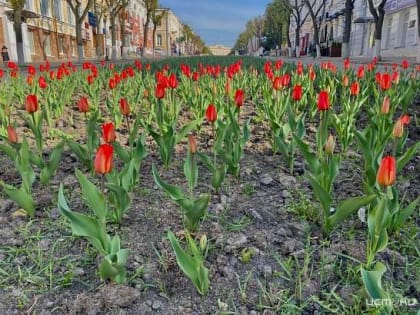 В Орле высадят 150 000 цветов