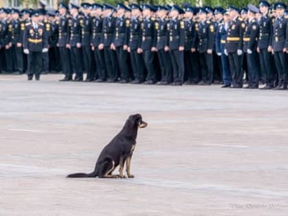 Новый закон о животных не скажется на орловской экономике