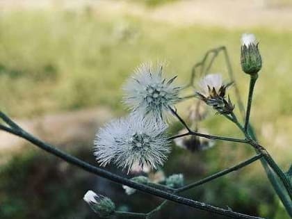 Жителей Орла просят решить судьбу полигона ТБО, в Орловскую область прибыли вынужденные переселенцы из Донбасса, ФК «Орёл» победил в матче с курским «Авангардом-М». Об этом и не то