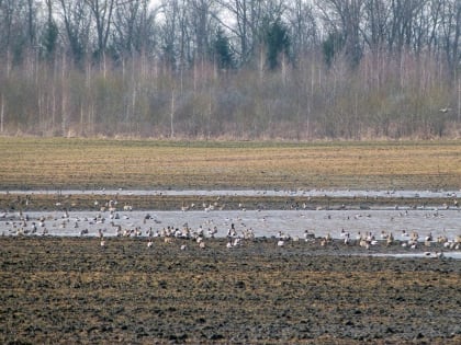 Орловским охотникам напомнили о птичьем гриппе