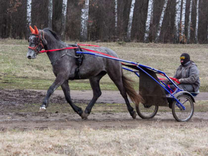 У Орловской области арендовали лошадей и ипподром