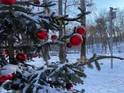 Куда деть елку после праздников