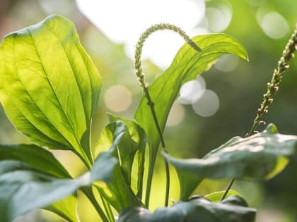 Правительство больше не будет заниматься народной медициной