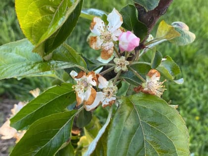 На Орловщине введён режим ЧС для сельхозпроизводителей