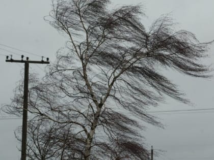 На Орловщине в ближайшие сутки ожидаются усиление ветра и кратковременные дожди