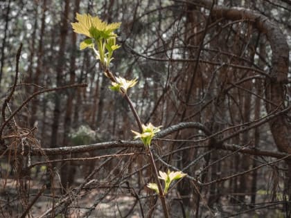 С днем этого насекомого вы вряд ли знакомы