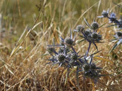 Более 250 га заброшенной земли обнаружили под Орлом