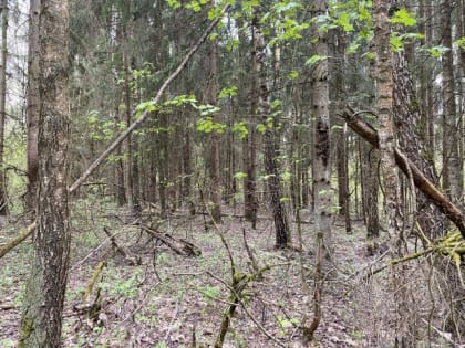 В Орловской области оценили опасность лесов