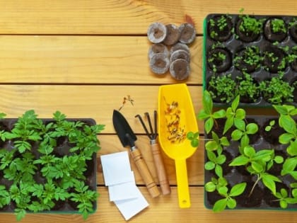 Как не погубить январскую рассаду цветов