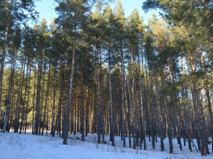 Первая рабочая неделя 2023 года в Орле будет морозной и ветреной