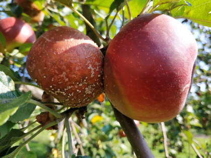 Плодовая гниль яблони – как спасти дерево