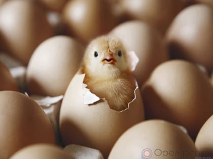 В Орловскую область ввезли инкубационные куриные яйца из Испании