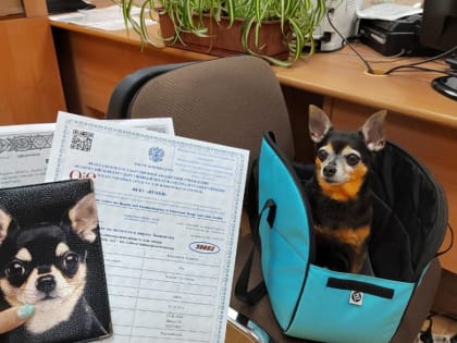 Из Орла и Курска в заграничные путешествия отправились  68 домашних животных