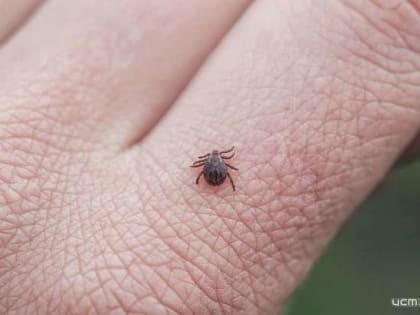 От укусов клещей уже пострадали 45 жителей Орловской области