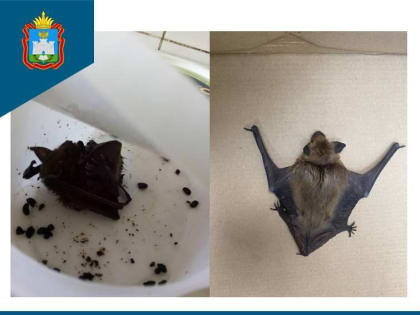 Фотофакт: орловским ветеринарам доставили необычного пациента – летучую мышь