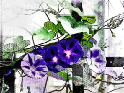 В Орловском УМВД рассказали, что грозит дачникам за выращивание вьюнков