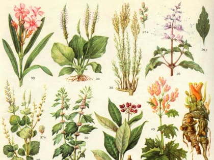 Лекарственные травы. Национальный парк. Студенческие практики