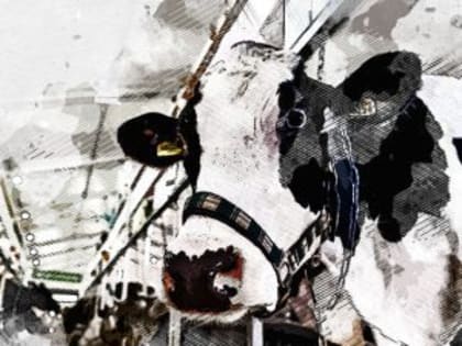 В Орловской области ввели карантин по лейкозу скота