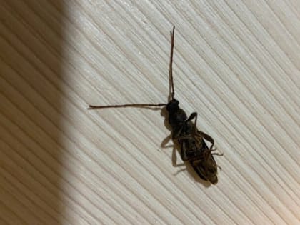 В Орловской области установлены 73 карантинные зоны