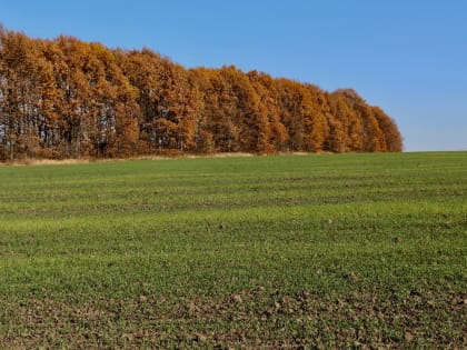 Орловчанка, заблудившись в лесу, прошла 15 км