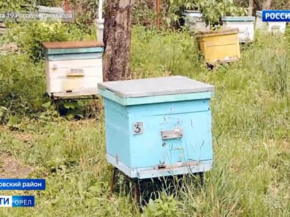 В Орле открылась выставка о пчеловодстве