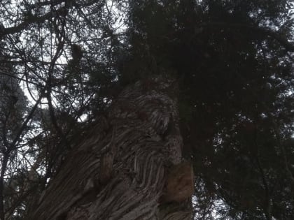 Под Орлом осудили черного лесоруба