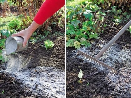 Чем раскислить землю осенью, чтобы весной не тратить время