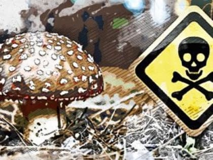 Орловцы продолжают травиться грибами