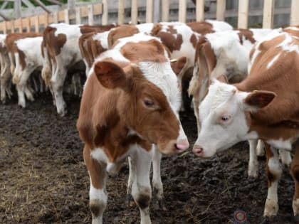 На развитие ветеринарной службы в Орловской области в 2024 году предусмотрено 258,8 млн рублей