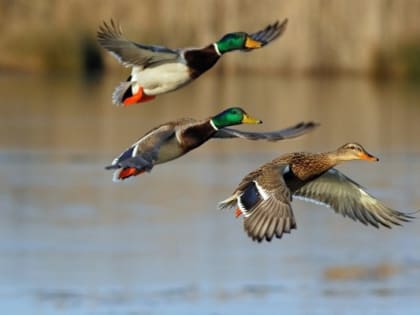 Орловцев призвали не потрошить дичь во дворах