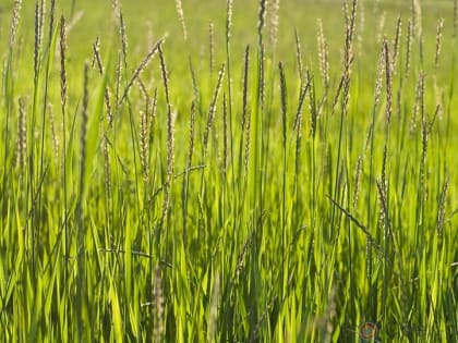 В Краснозоренском районе 750 соток плодородных земель заросли пыреем