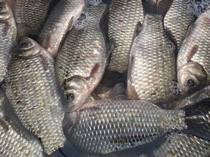 Орловских рыбоводов поддержат программой