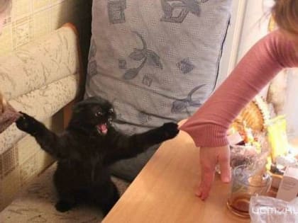 В Орле кошка набросилась на ребёнка