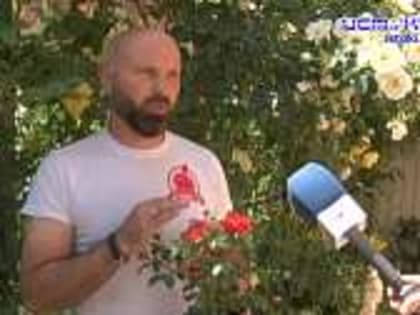 Какие растения сейчас в моде? А вот розы в моде всегда. В садовом центре на Грибоедова, 1 развернут большой розарий. В этом году там освоили уникальную систему выращивания в контей