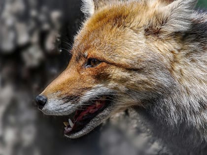 Орловских лисиц привили от бешенства