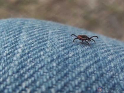 С начала года от укусов клещей пострадали 17 орловцев