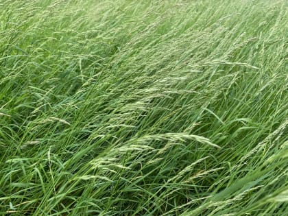 Орловщина завалит Россию экологически чистым сеном