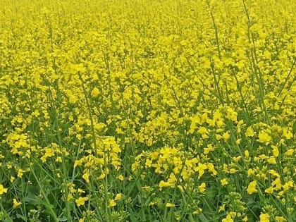 Орловских фермеров, работающих с химикатами, строго предупредили