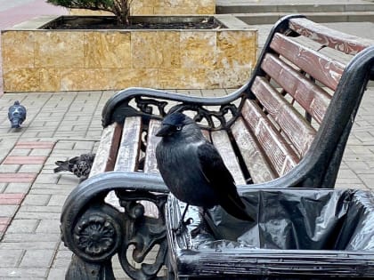 Филиал императорского университета наказали за мусор